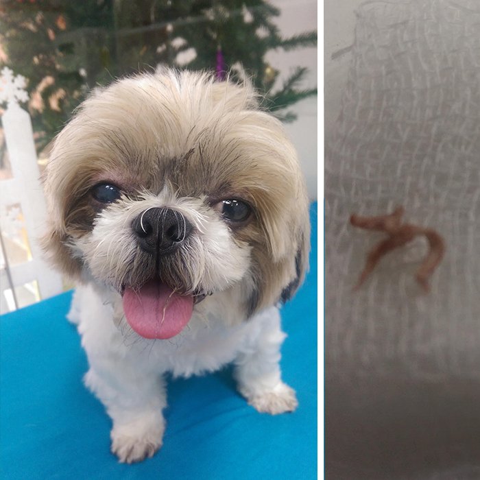 “ฝีใต้เปลือกตาในสุนัข” “ฝีใต้เปลือกตาในสุนัข”